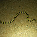 Western Shovel-nosed Snake (Chionactis occipitalis)