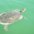 Op de heenweg zagen we nog deze Nijlweekschildpad (Trionyx triunguis) zonnen aan de oppervlakte. 