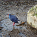 Purple Swamphen (Porphyrio porphyrio) also bummed about the weather.
