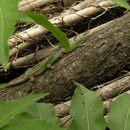 Italian Wall Lizard (Podarcis siculus)