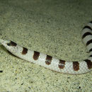 Western Shovel-nosed Snake (Chionactis occipitalis)