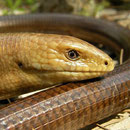 Scheltopusik (Ophisaurus apodus thracius)
