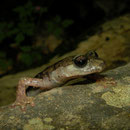 Supramonte grottensalamander (Speleomantes supramontis) 