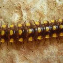 Mooie miljoenpoot (Polydesmidae spec.)