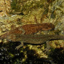 aanse beeksalamanders (Euproctus montanus)