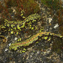 Marmersalamanders (Triturus marmoratus)