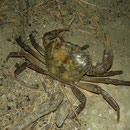 Zoetwaterkrab (Potamon fluviatilis)