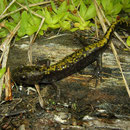 Long-toed Salamander (Ambystoma macrodactylum sigillatum) 