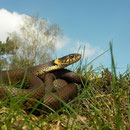Ringslang (Natrix natrix)