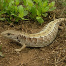 Northern Alligator Lizard (Elgaria coerulea) pregnant female