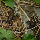 Scorpions (Euscorpius italicus)