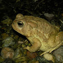 Woodhouse's Toad (Anaxyrus woodhousi)