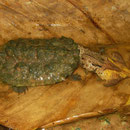 Halve natta (Chelus fimbriatus)