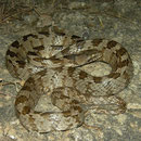 Catsnake (Telescopus fallax)
