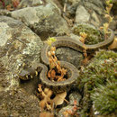Baby grass snake (Natrix natrix)