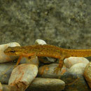 Montandon's Newt (Lissotriton montandoni)