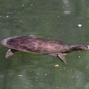 Florida Softshell (Apalone ferox)