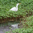 Egret at Abbott's Lagoon.