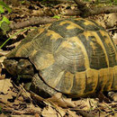 Moorse landschildpad (Testudo graeca)
