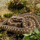 Cantabrische adder (Vipera seoanei)