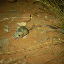 Kangaroo Rat (Dipodomys spec.)