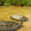 Balkanbeekschildpad (Mauremys rivulata)
