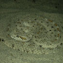 Sidewinder (Crotalus cerastes)