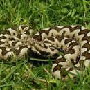 Nose-horned viper (Vipera ammodytes)