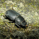 Klein vliegend hert (Dorcus parallellopipedus)