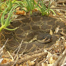 Northern Pacific Rattlesnake (Crotalus oreganus)