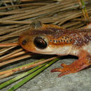 Bille's Salamander (Lyciasalamandra billae) male