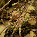 Nice big spider