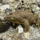 Rugstreeppad (Bufo calamita)