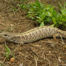 Northern Alligator Lizard (Elgaria coerulea) pregnant female