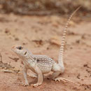Desert Iguana (Dipsosaurus dorsalis)