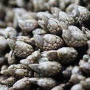Goose barnacles (Pedunculata).