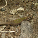 Aeolian Wall Lizard (Podarcis raffonei alvearioi)