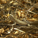Common Side-blotched Lizard (Uta stansburiana)