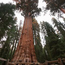 General Sherman
