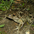 Eastern Spadefoot (Pelobates syriacus)