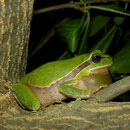 Boomkikker (Hyla arborea) roepend mannetje
