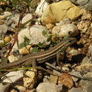 Snake-eyed Lizard (Ophisops elegans macrodactylus) was very common.