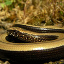 Hazelworm (Anguis fragilis) juveniel