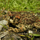 Western Toad (Anaxyrus boreas)