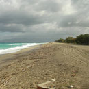 Beach with Chameleons behind it.