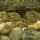 Italian Newt (Lissotriton italicus)