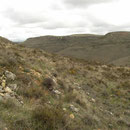 Habitat van Wipneusadder (Vipera latastei).