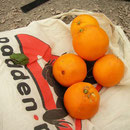 Gifts the locals brought in, a Tree Frog and fresh fruit.