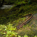 Goudstreepsalamander (Chioglossa lusitanica)