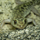 Granite Night Lizard (Xantusia henshawi)